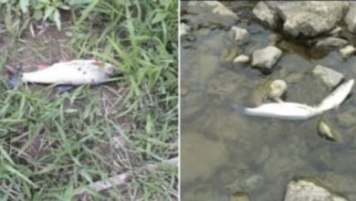 Pomor ribe u rijeci Bosni kod Zenice, slučaj preuzela policija