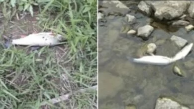 Pomor ribe u rijeci Bosni kod Zenice, slučaj preuzela policija