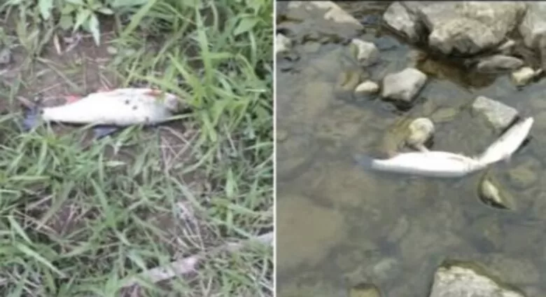 Pomor ribe u rijeci Bosni kod Zenice, slučaj preuzela policija