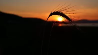 Crveni meteoalarm u BiH: danas vrhunac toplotnog vala