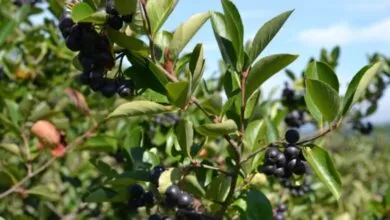 U Malešićima kod Ilijaša od sutra počinju “Dani aronije” i trajat će tri sedmice