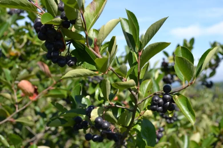 U Malešićima kod Ilijaša od sutra počinju “Dani aronije” i trajat će tri sedmice