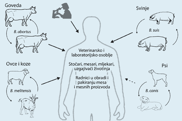 Bruceloza: nositelji, simptomi, preventivne mjere i korisne informacije
