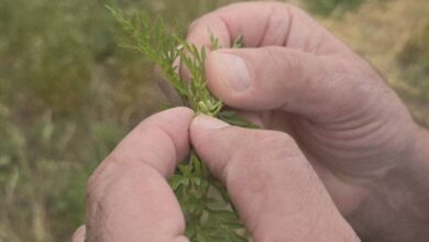 Sezona alergija u punom zamahu: Kako se zaštititi od polena ambrozije?