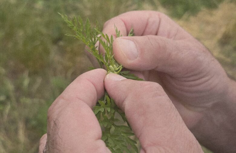 Sezona alergija u punom zamahu: Kako se zaštititi od polena ambrozije?
