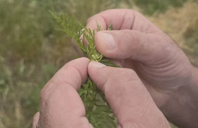 Sezona alergija u punom zamahu: Kako se zaštititi od polena ambrozije?