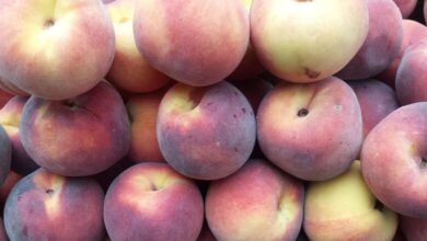 Udruženje poljoprivrednika FBiH traži hitnu reakciju nadležnih zbog breskvi iz Albanije