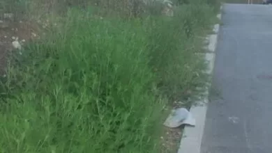 Ministarstvo traži hitne mjere radi suzbijanja širenja ambrozije