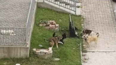 OBAVJEŠTENJE GRAĐANIMA – PSI LUTALICE NA BANOVCU