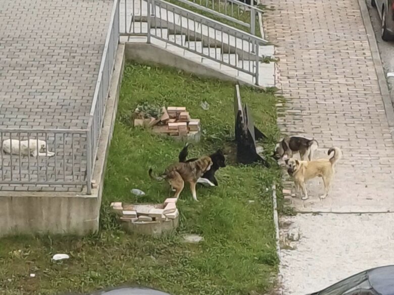 OBAVJEŠTENJE GRAĐANIMA – PSI LUTALICE NA BANOVCU