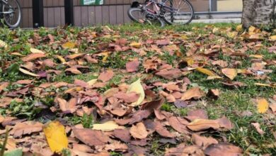 Danas pretežno oblačno i hladnije vrijeme sa kišom