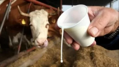 Proizvođači mlijeka u FBiH: Nema viška na tržištu, regulišite uvoz ili izlazimo na granice