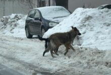 Zabrinutost građana Podlugova zbog čopora pasa