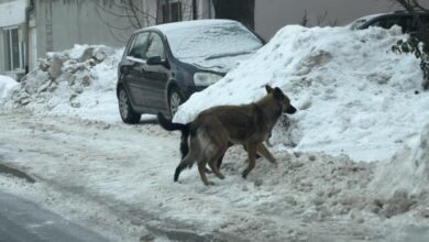 Zabrinutost građana Podlugova zbog čopora pasa