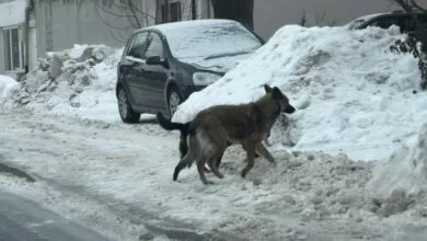 Zabrinutost građana Podlugova zbog čopora pasa