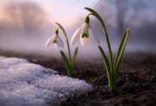 Džemre – prvi znak da zima popušta