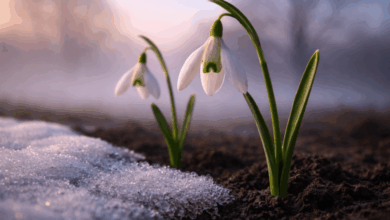 Džemre – prvi znak da zima popušta