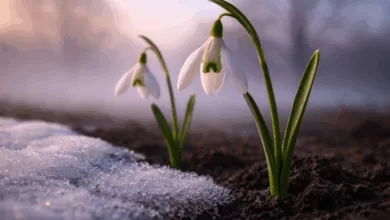 Džemre – prvi znak da zima popušta