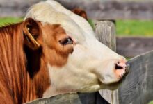 Kahriman: Uvozimo 800.000 litara mlijeka, a domaće proglašavamo viškom