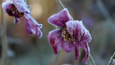 Danas “udara” drugo džemre, šta to znači prema narodnom vjerovanju