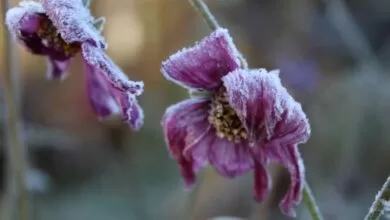 Danas “udara” drugo džemre, šta to znači prema narodnom vjerovanju