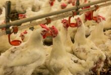 FUZIP: Poziv peradarima na primjenu obaveznih mjera zaštite