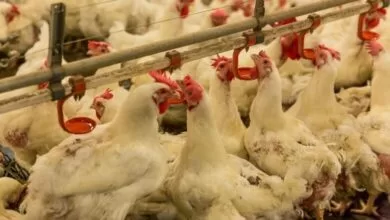 FUZIP: Poziv peradarima na primjenu obaveznih mjera zaštite