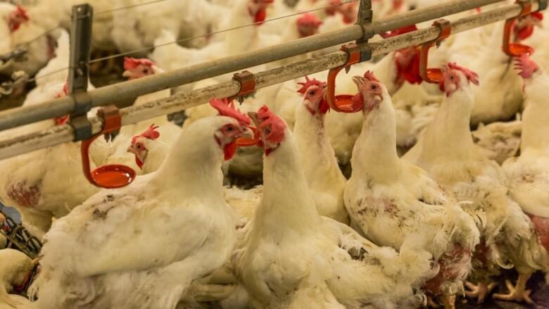 FUZIP: Poziv peradarima na primjenu obaveznih mjera zaštite