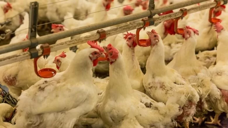 FUZIP: Poziv peradarima na primjenu obaveznih mjera zaštite