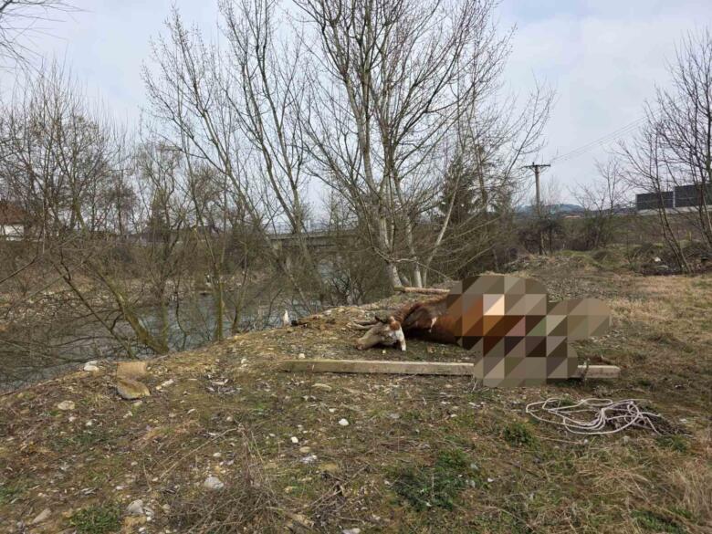 Brza reakcija Civilne zaštite: Uklonjen leš krave iz korita rijeke Bosne kod Ljubnića