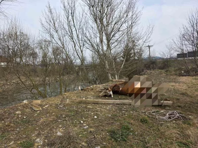 Brza reakcija Civilne zaštite: Uklonjen leš krave iz korita rijeke Bosne kod Ljubnića