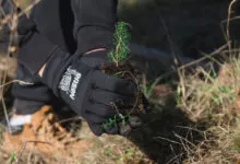 Svjetski dan šuma: 20.000 sadnica za 20 godina poslovanja kompanije Nestlé u BiH