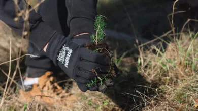 Svjetski dan šuma: 20.000 sadnica za 20 godina poslovanja kompanije Nestlé u BiH