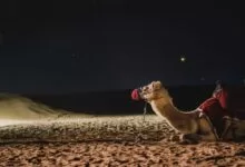 Šta treba znati o kamilama – iskustvo jahanja u pustinji