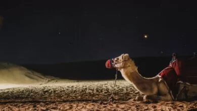 Šta treba znati o kamilama – iskustvo jahanja u pustinji