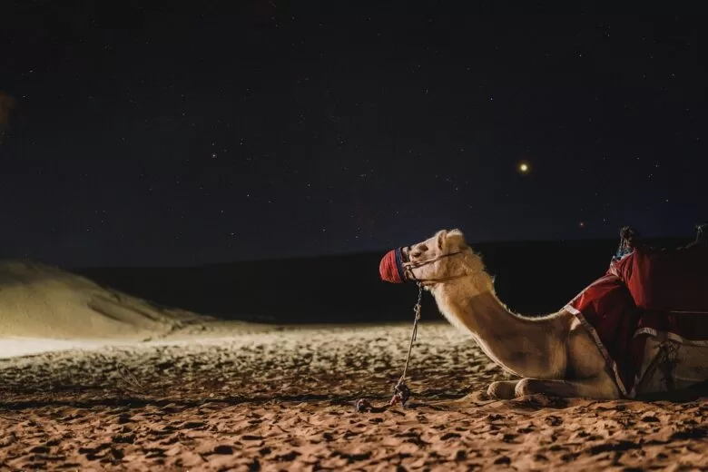 Šta treba znati o kamilama – iskustvo jahanja u pustinji