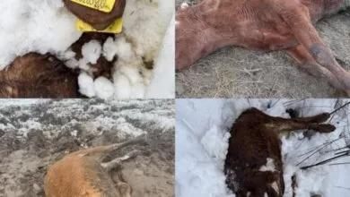 Problem nekontrolisane ispaše i dalje prisutan u gornjem dijelu općine Ilijaš