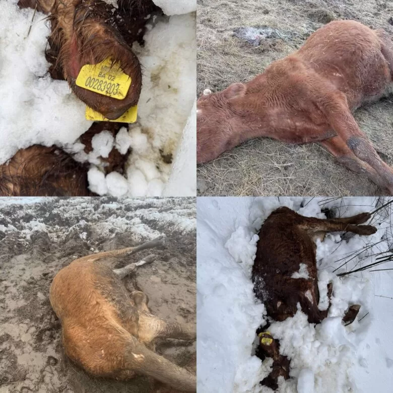 Problem nekontrolisane ispaše i dalje prisutan u gornjem dijelu općine Ilijaš