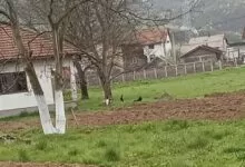 Zabrinutost građana u Podlugovima zbog pasa lutalica: Problem prisutan već duže vrijeme