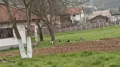 Zabrinutost građana u Podlugovima zbog pasa lutalica: Problem prisutan već duže vrijeme