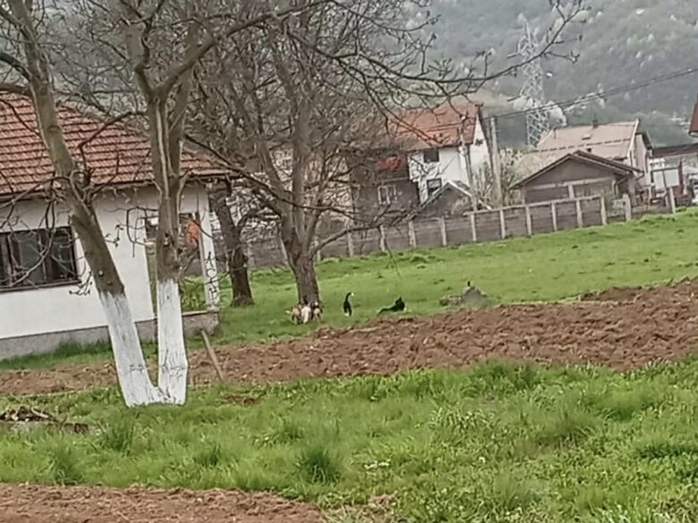 Zabrinutost građana u Podlugovima zbog pasa lutalica: Problem prisutan već duže vrijeme