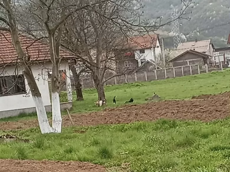 Zabrinutost građana u Podlugovima zbog pasa lutalica: Problem prisutan već duže vrijeme