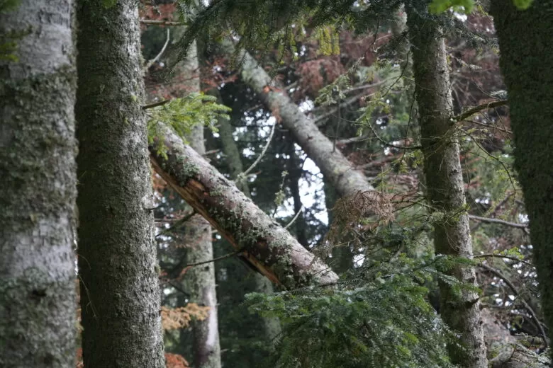 Vijećnica OV Ilijaš dr. sci. Mirzeta Kašić-Lelo upozorava: Oštećena stabla na Bijambarama zahtijevaju hitnu reakciju