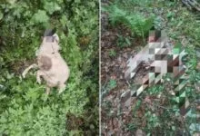 Medvjed napao stado u Donjem Selu kod Ilijaša: Domaćinu usmrtio nekoliko ovaca