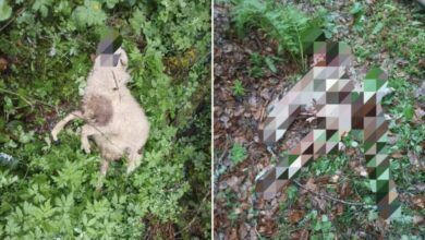 Medvjed napao stado u Donjem Selu kod Ilijaša: Domaćinu usmrtio nekoliko ovaca