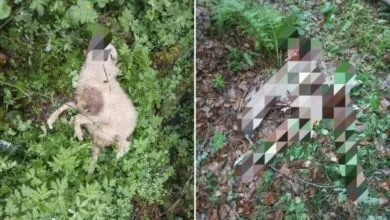 Medvjed napao stado u Donjem Selu kod Ilijaša: Domaćinu usmrtio nekoliko ovaca