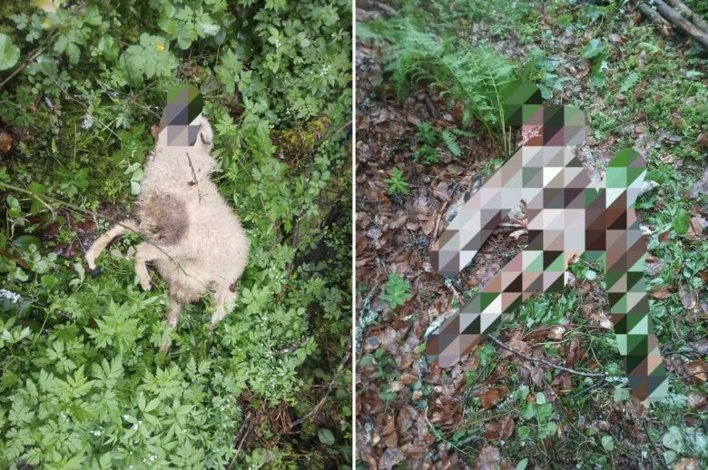 Medvjed napao stado u Donjem Selu kod Ilijaša: Domaćinu usmrtio nekoliko ovaca