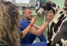Otvoren Centar za dijagnostiku i poliklinika za male životinje KJP „Veterinarska stanica“ d.o.o. Sarajevo