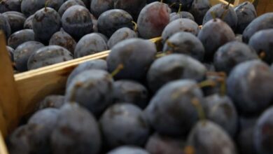 Danas počinje ”Sajam šljive” u Gradačcu, očekuje se više od 150 izlagača