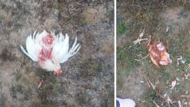 Mještani Podlugova upozoravaju na čopor pasa: Stradalo oko 20 kokoši i nekoliko ćurki